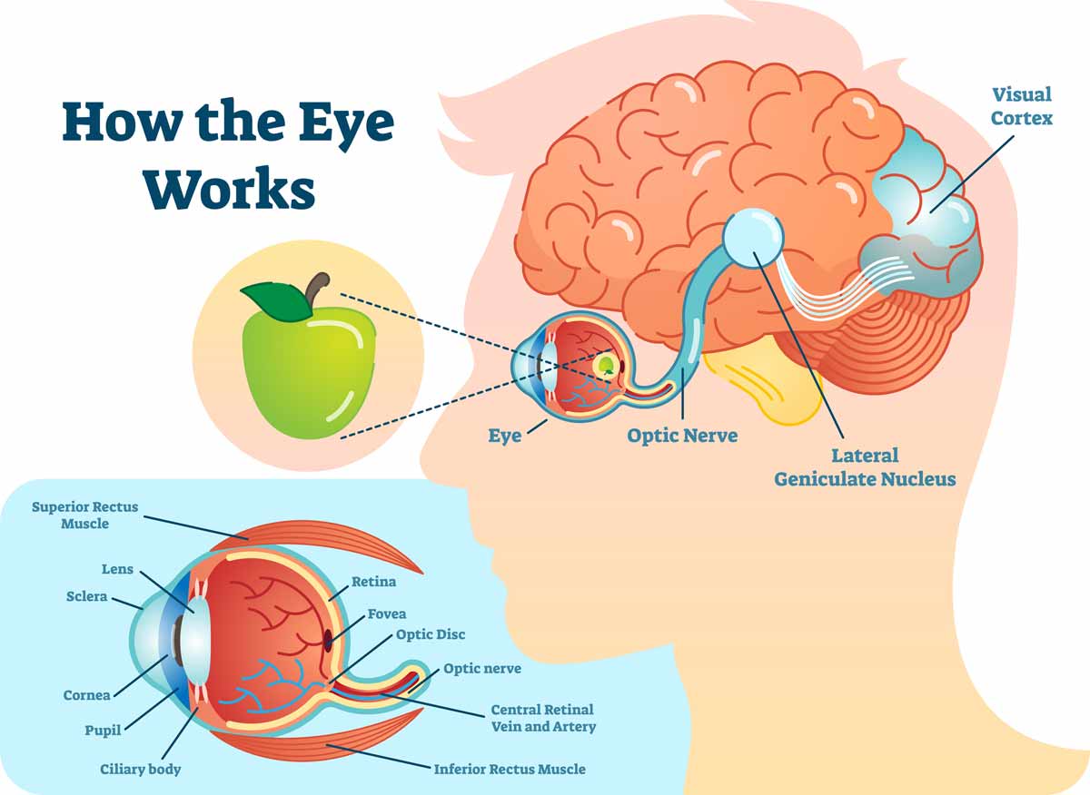 how the brain works graphic